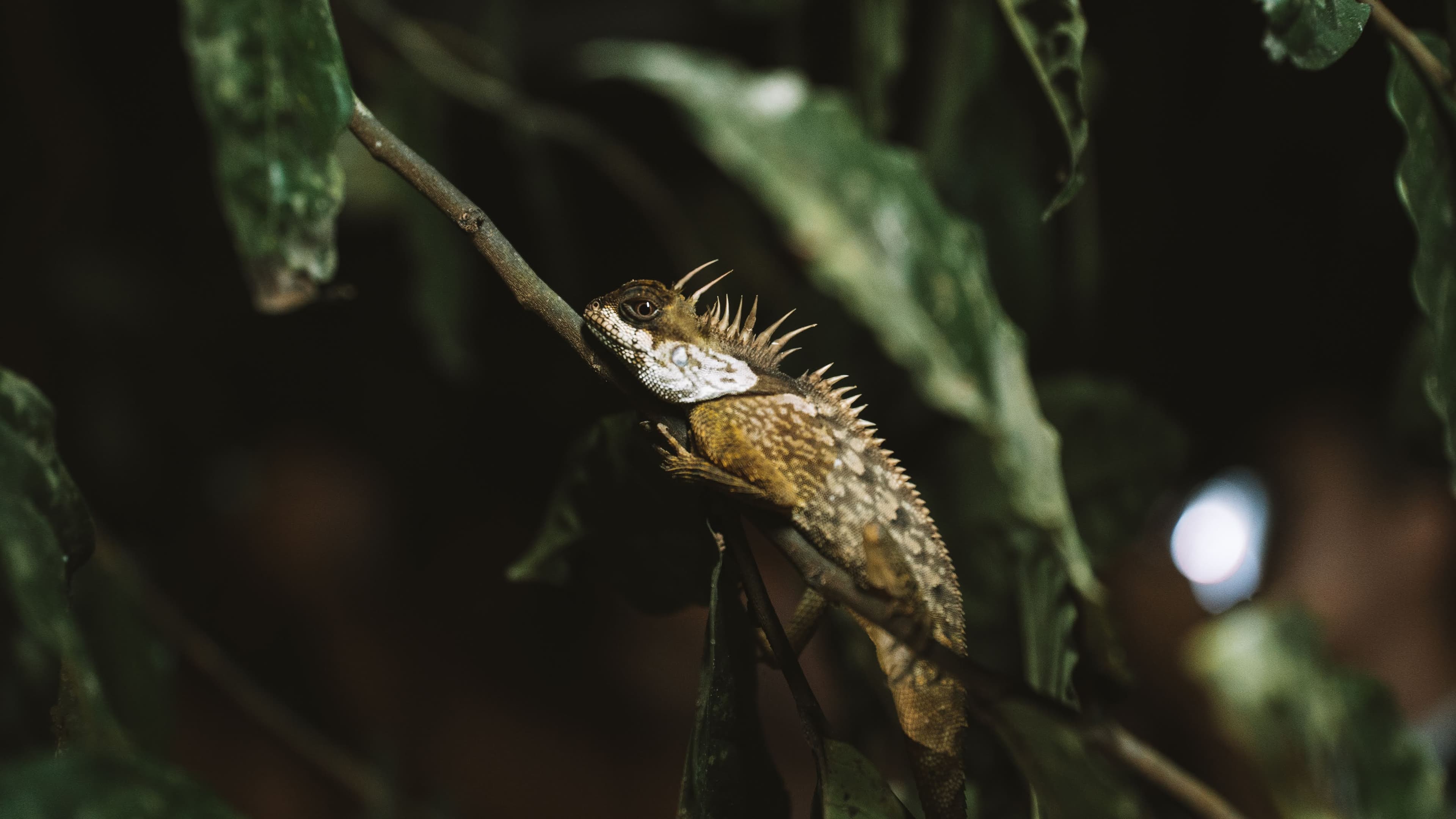 Tree lizard spotted in torchlight on night safari