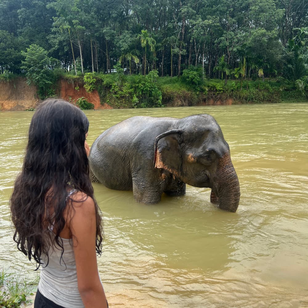Elephants swimming in the river