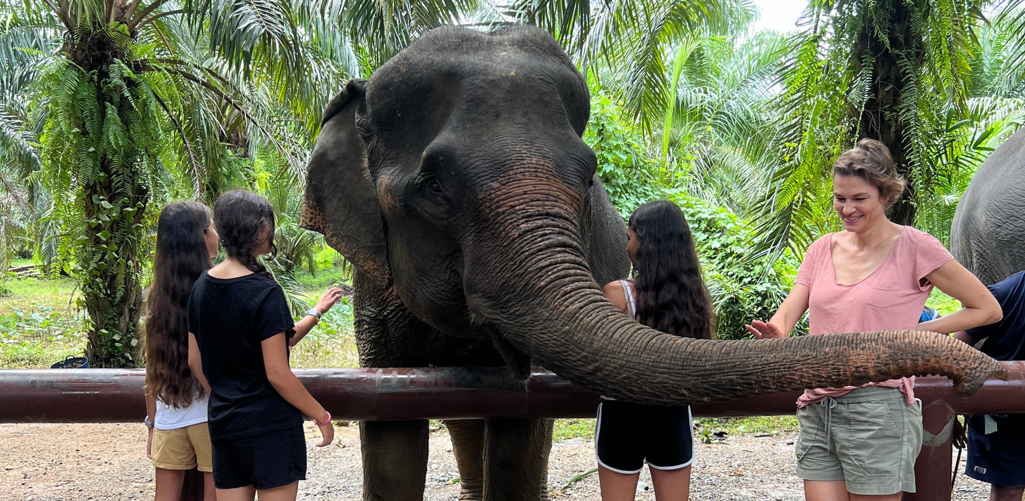 Feeding elephants at the sanctuary