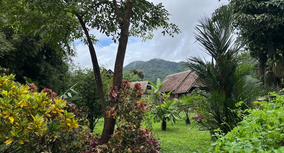 Treehouses surrounded by jungle in the sunshine
