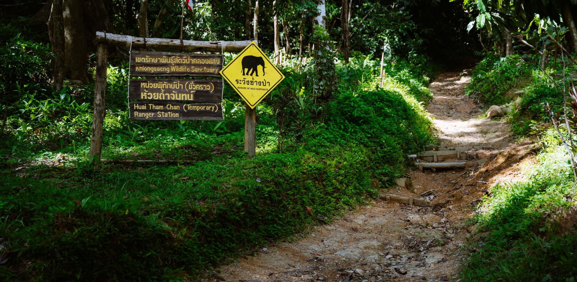 Trail and elephant sign in the jungle