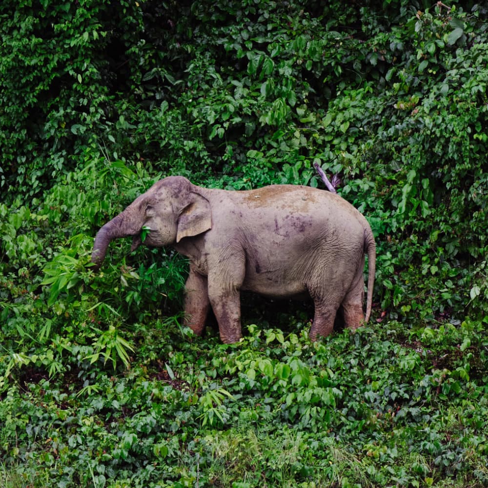 Baby elephant in the jungle