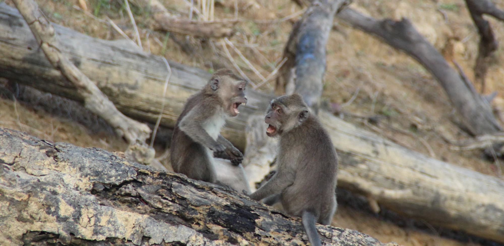 Monkeys spotted playing on Cheow Lan Lake
