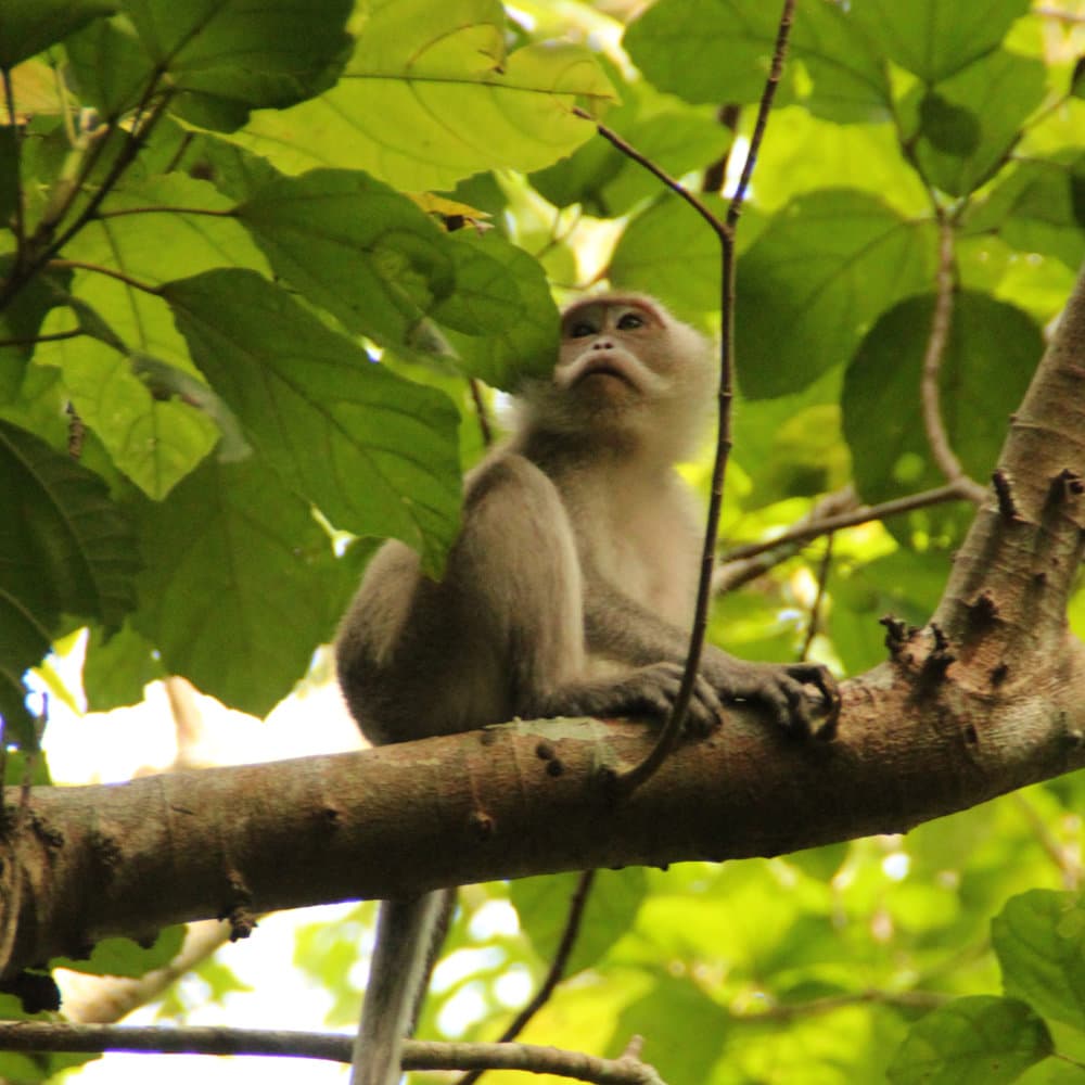Monkey in the tree