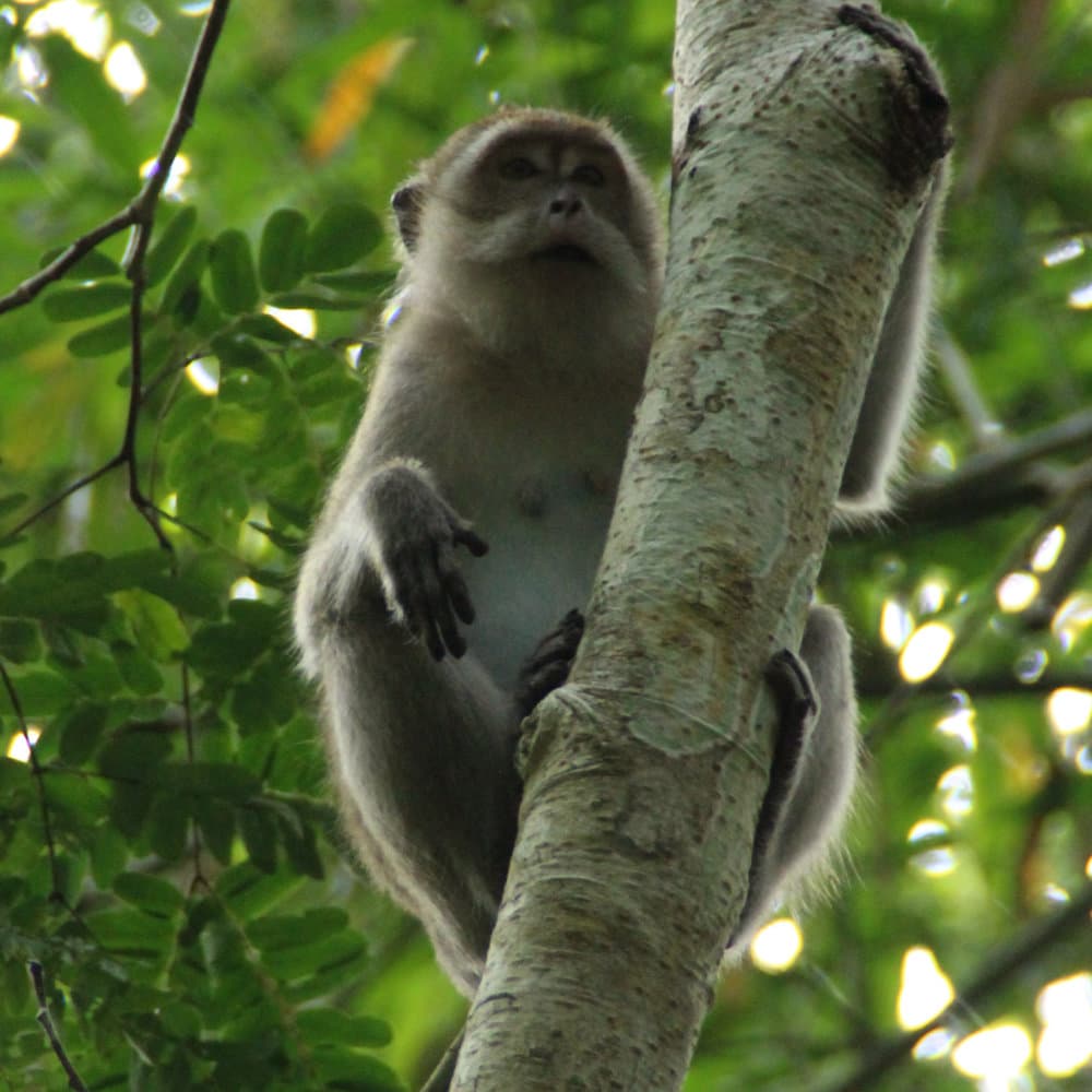 Monkey in the tree