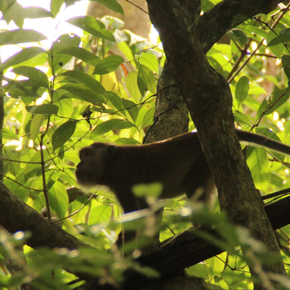 Monkey in the tree
