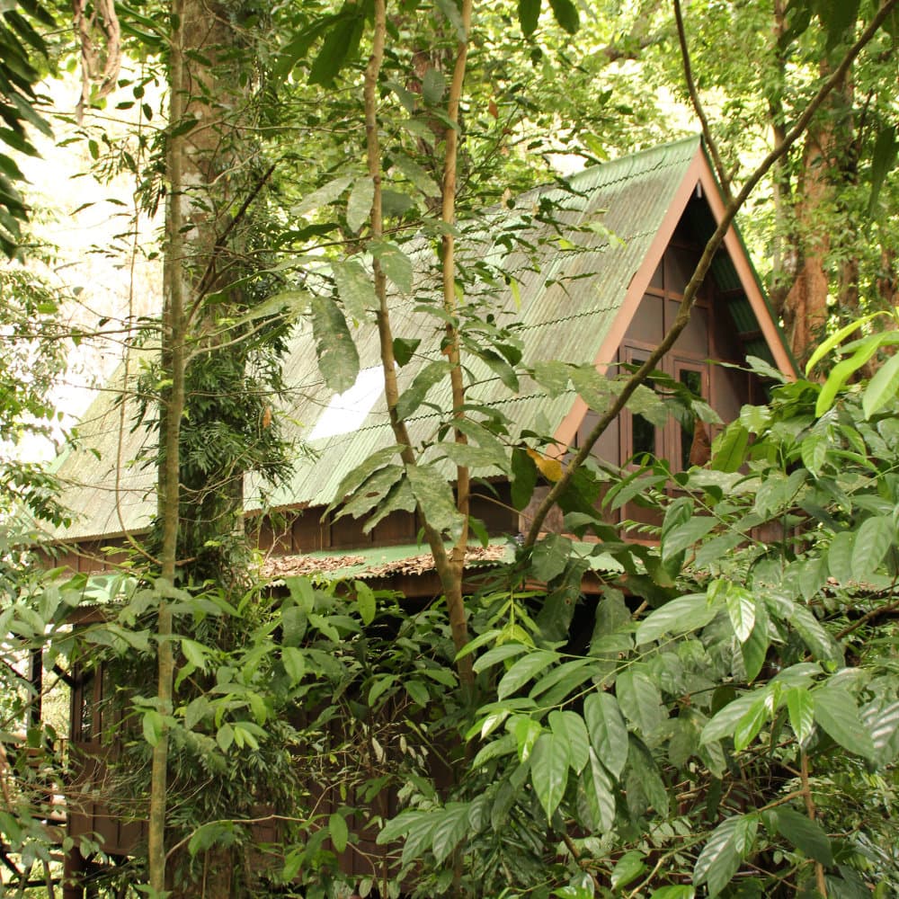 Treehouse hidden in the trees