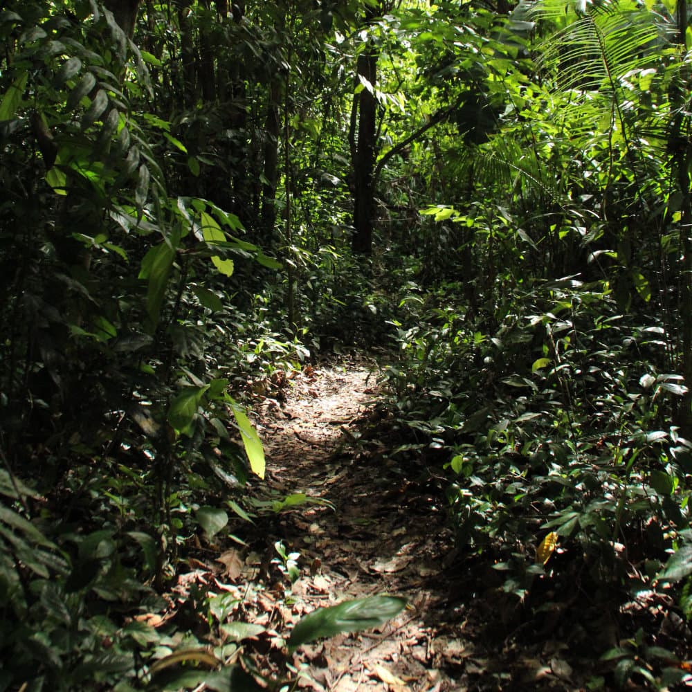 Natrure trails around Our Jungle House resort