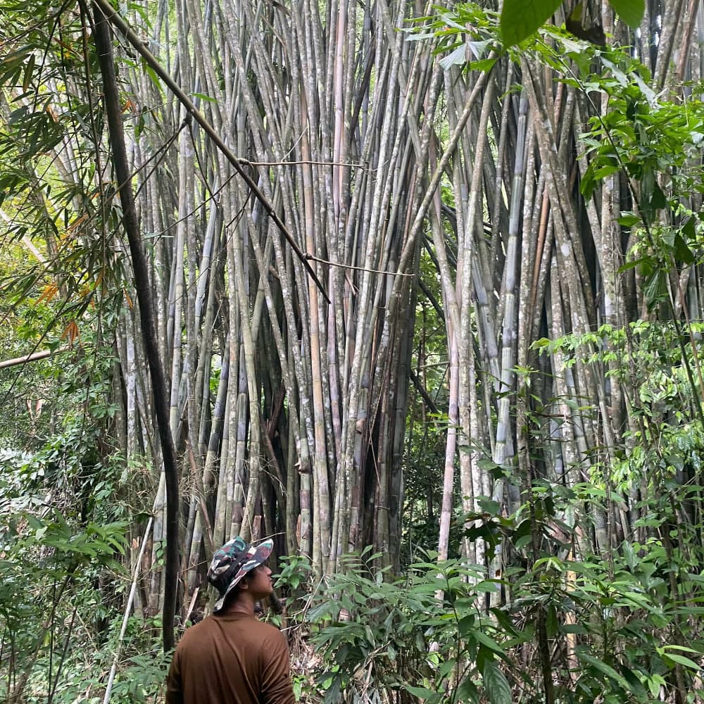 Bamboo forest