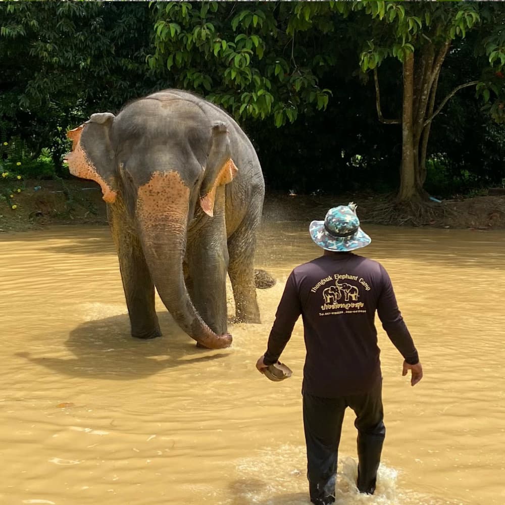 Baby elephant in the river with a Mahout