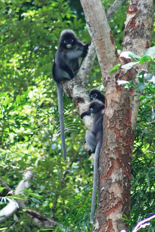 Monkeys in the trees