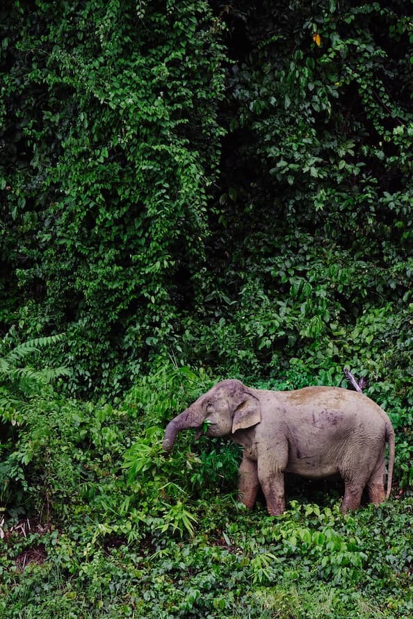 Elephant on the banks of the lake