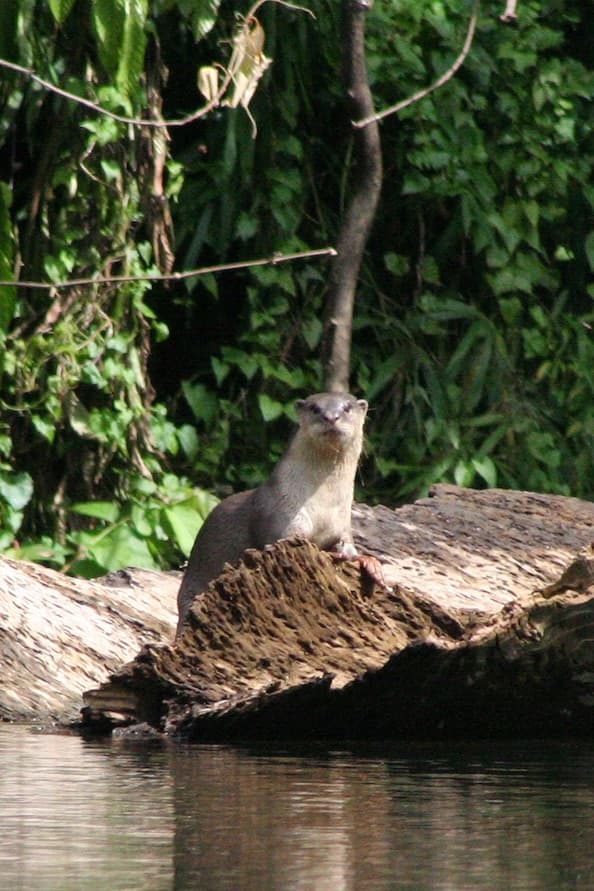 Otter on a rock beside the lake