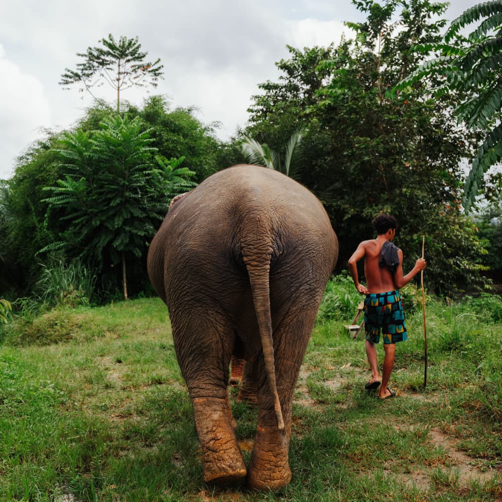 Walking with an elephant in the sanctuary