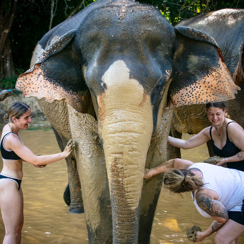 Washing an elephant in the river