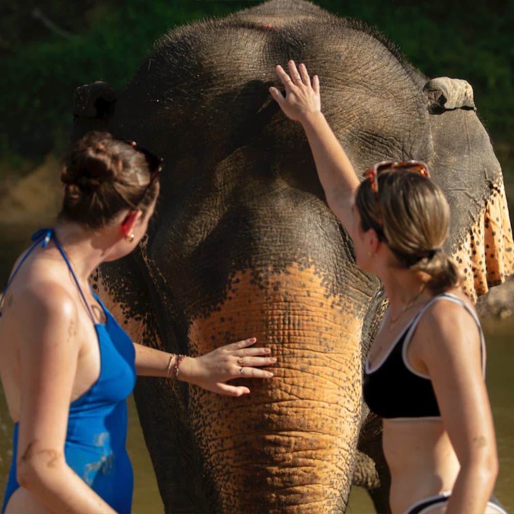 Washing an elephant in the river