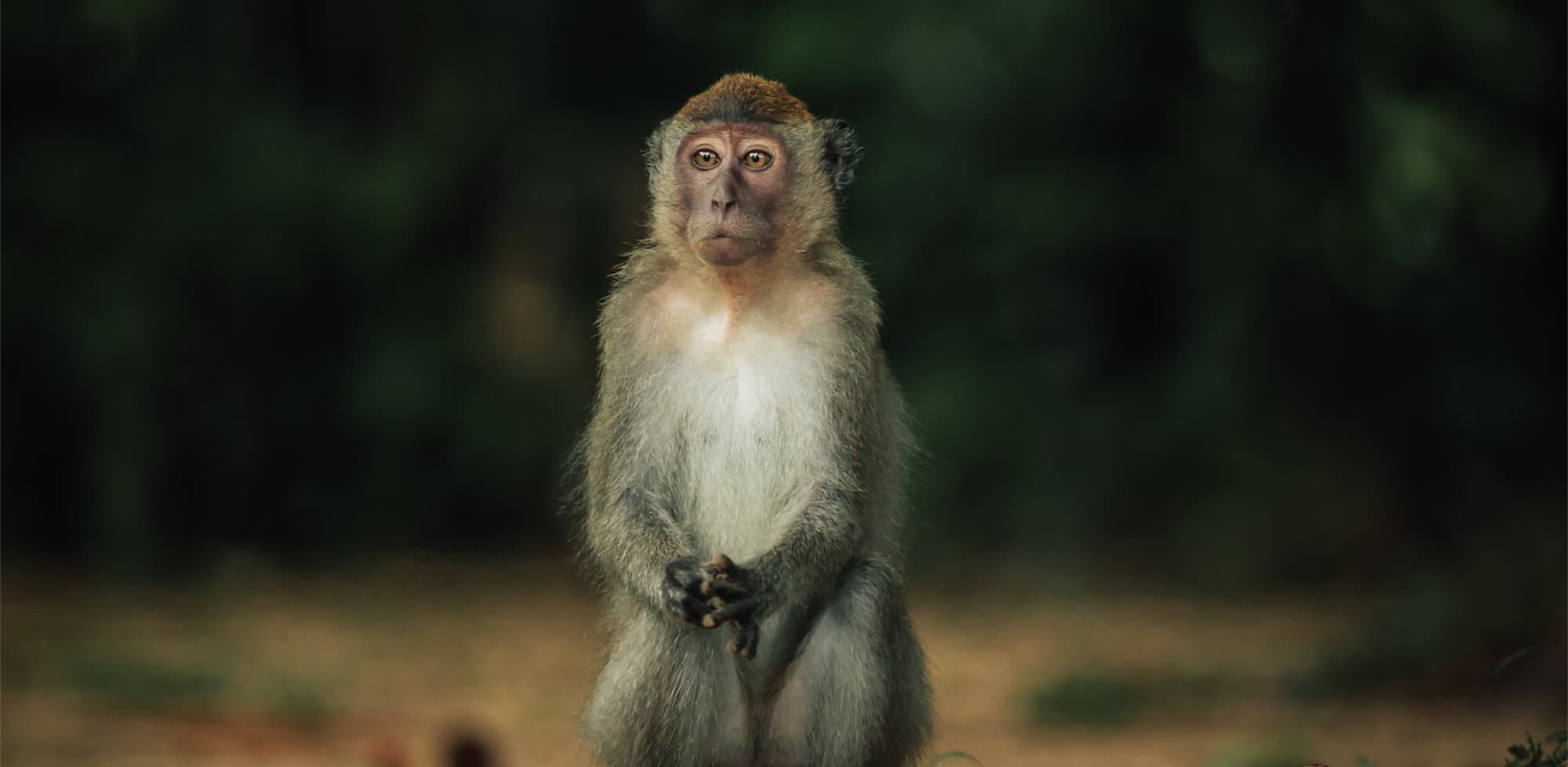 Monkey standing and looking thoughtfully into the distance