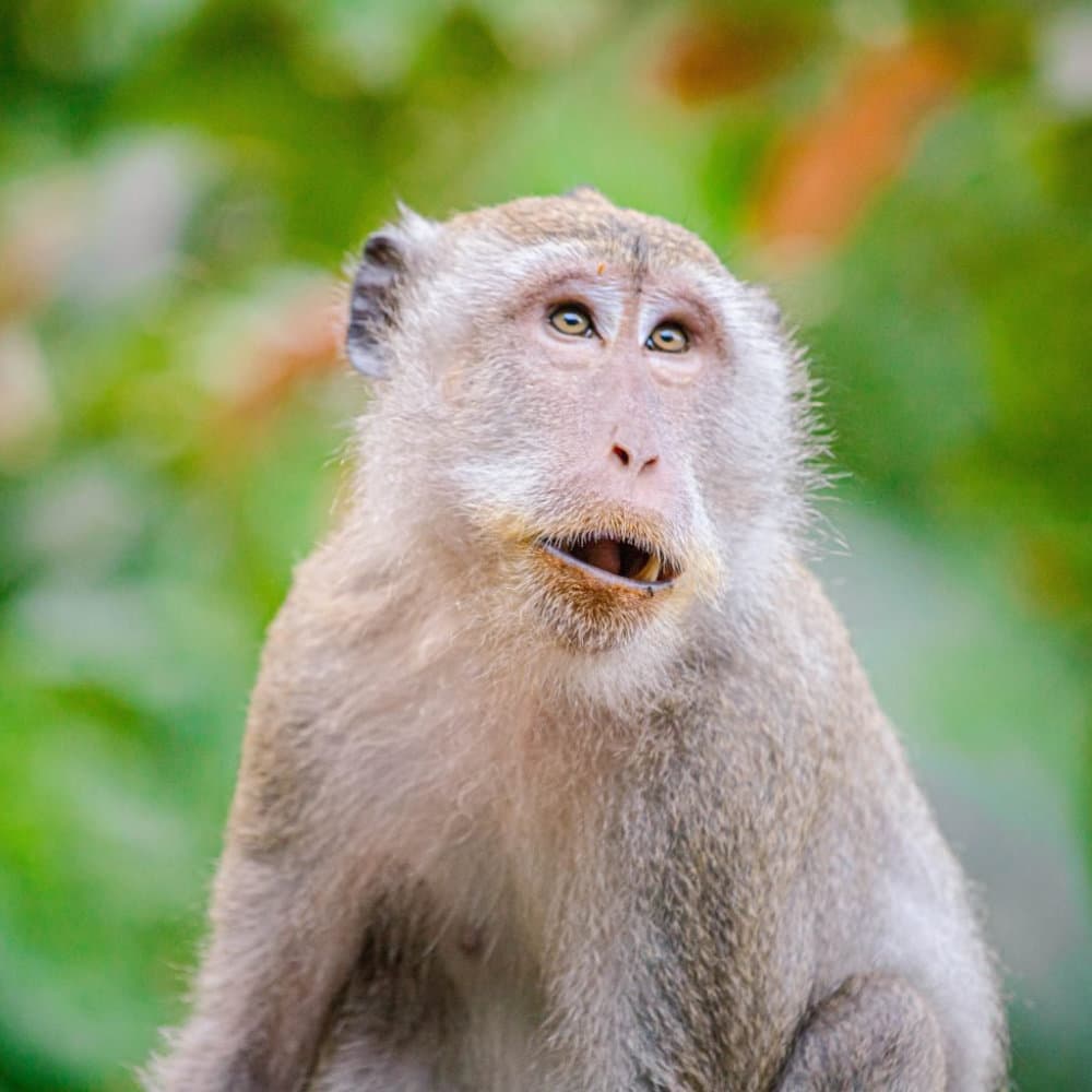 Monkey looking at the camera