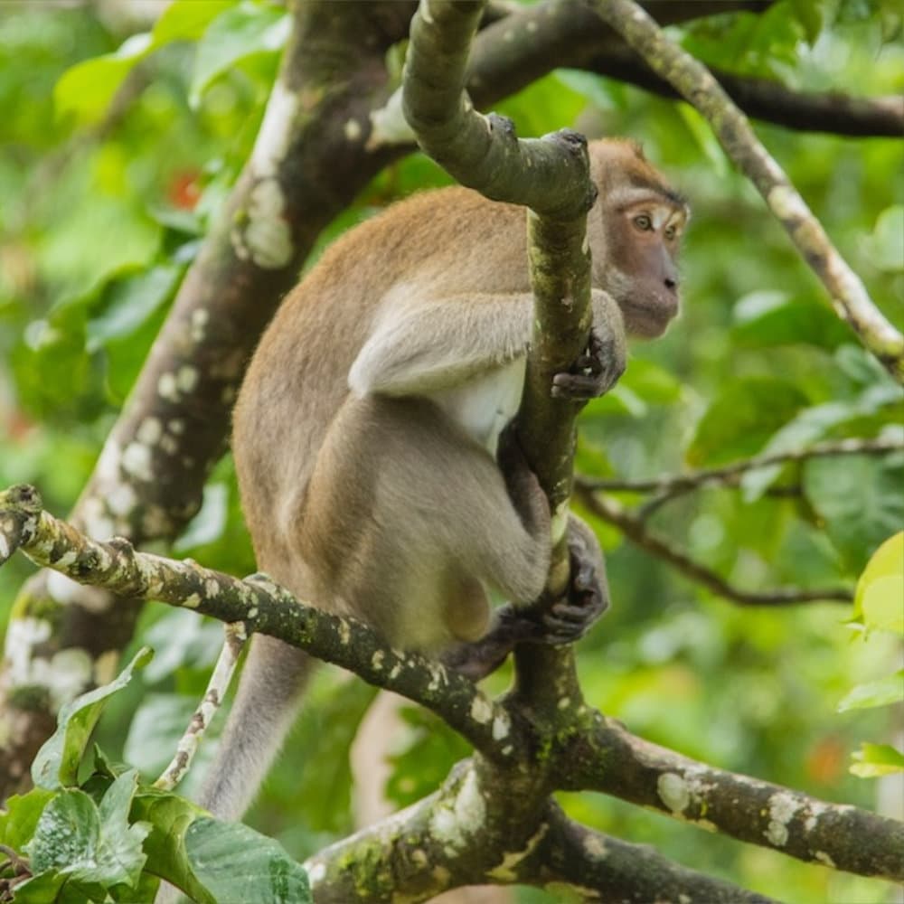Monkey sitting in the tree