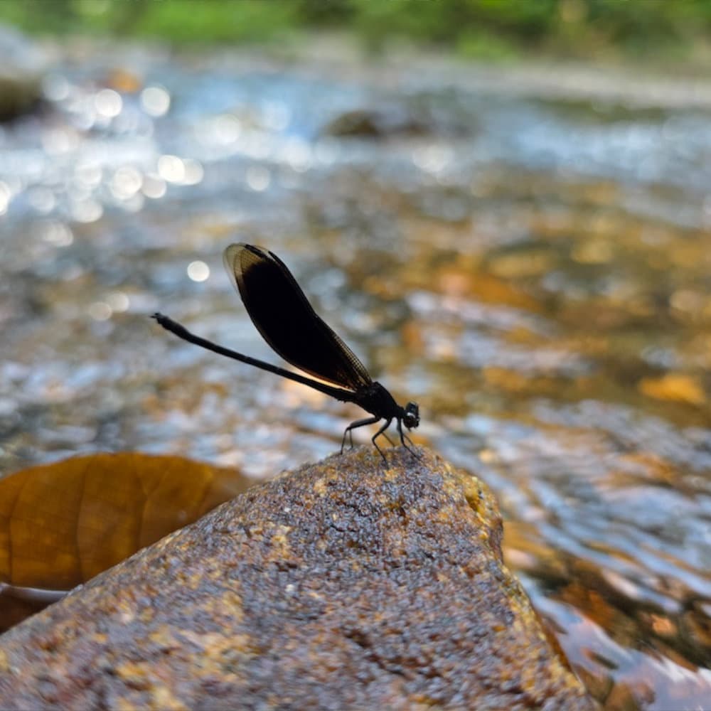 Dragonfly on a rock by the river