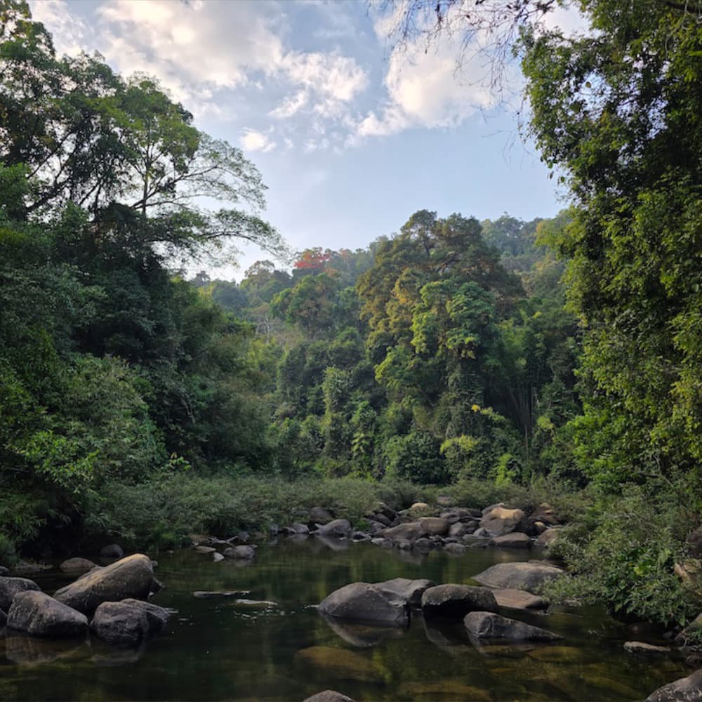 Scenes from Khao Sok river