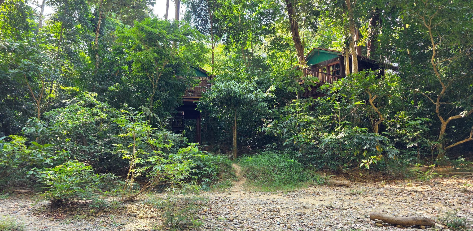 Treehouses by the river hidden in the jungle