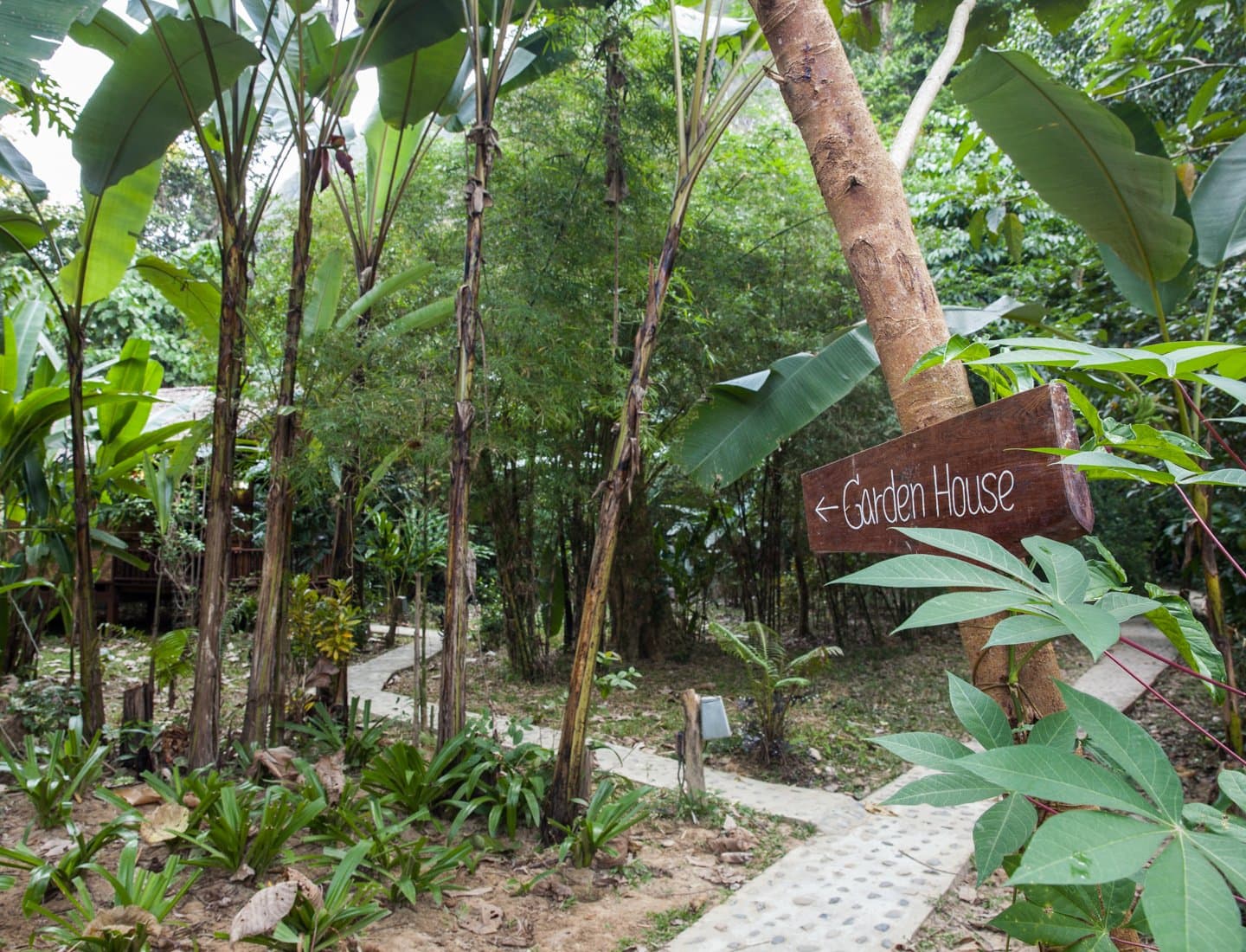Jungle surroundings