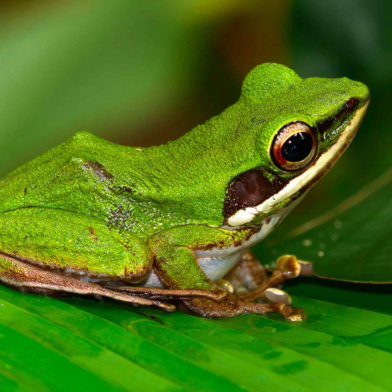 Frogs in the forest