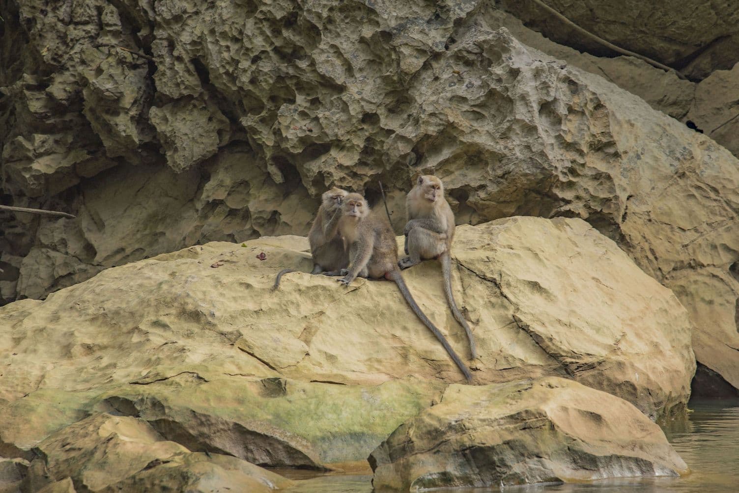 Monkeys sitting on a rock beside the river