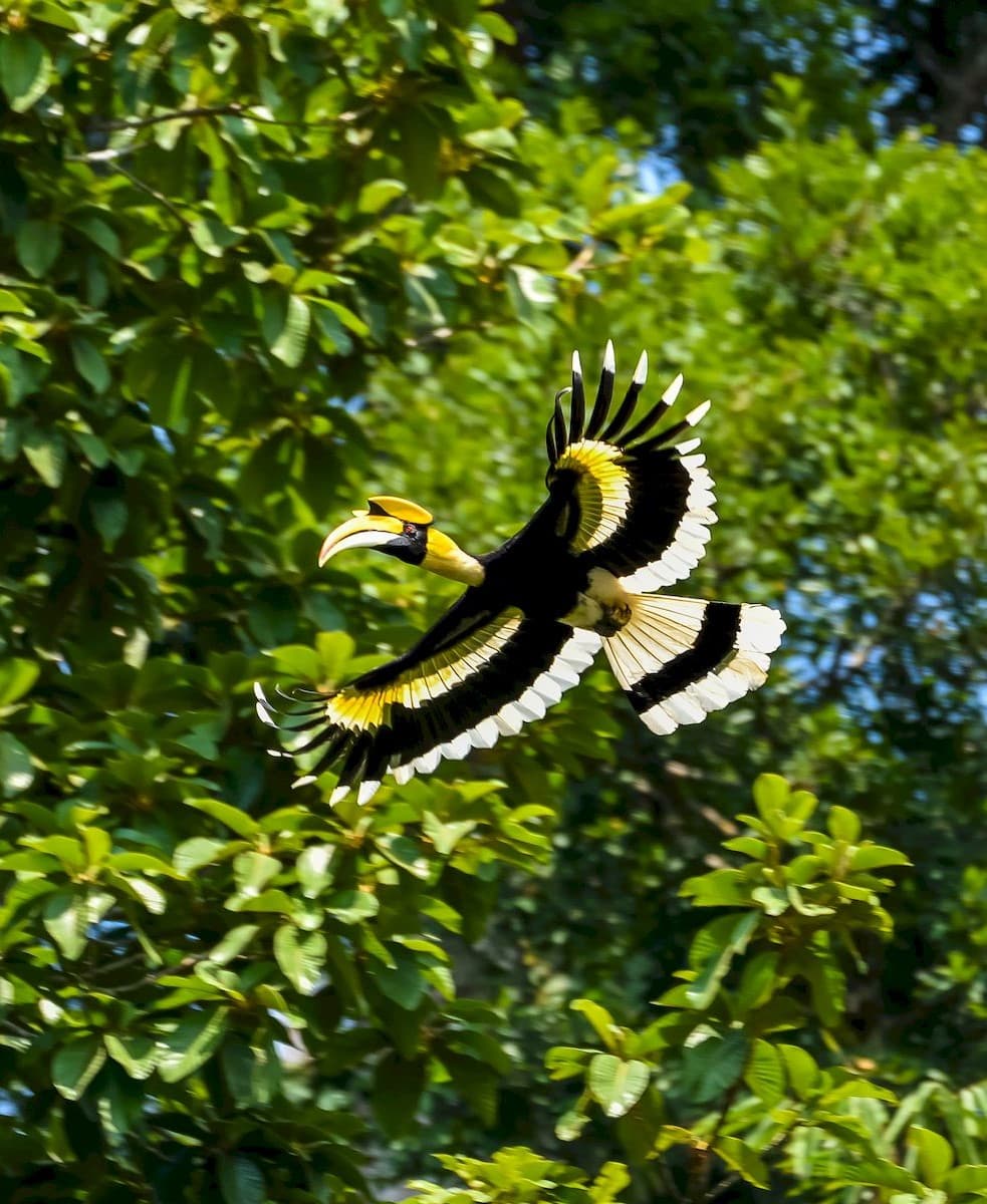 Exotic birds in the jungle