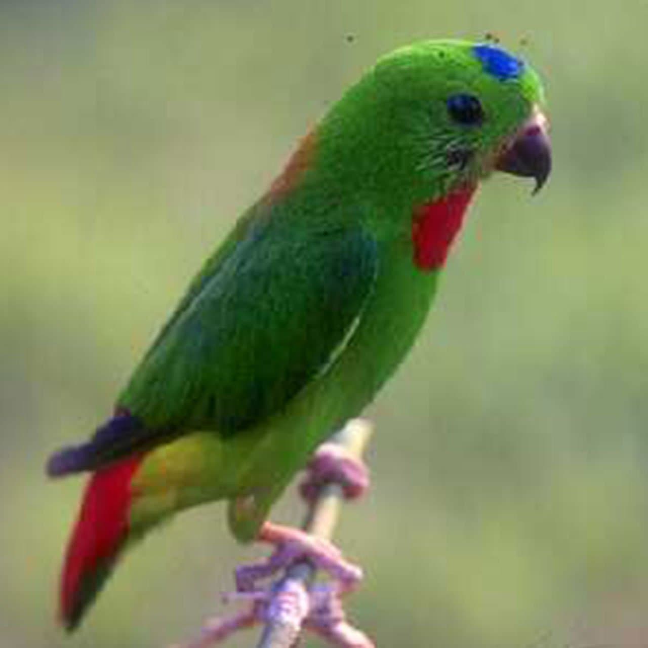 Exotic birds in the jungle