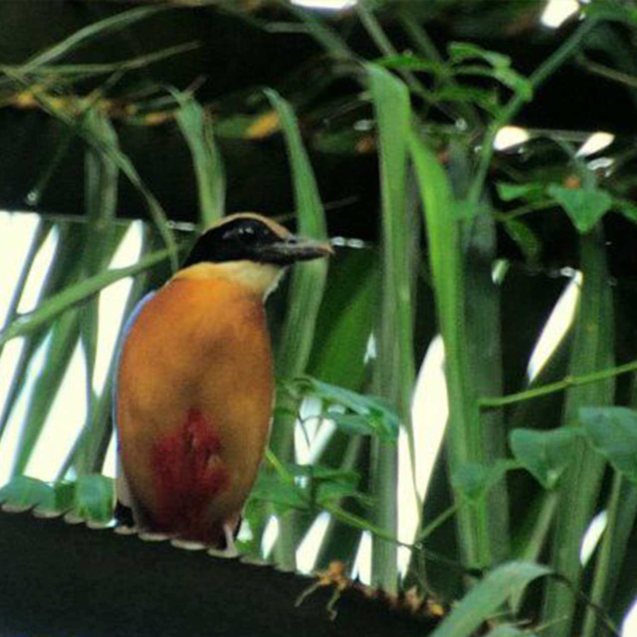 Exotic birds in the jungle
