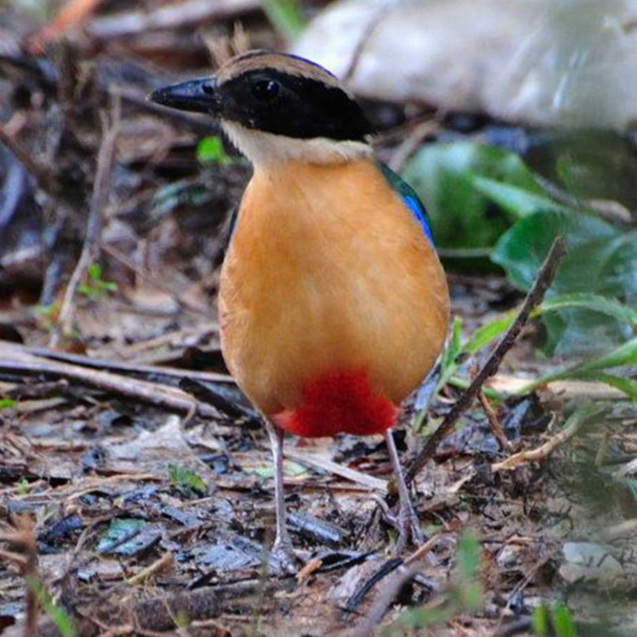 Exotic birds in the jungle