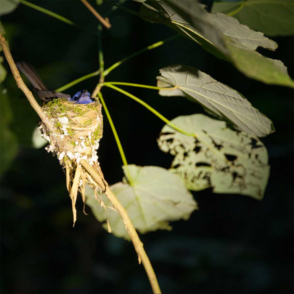 Exotic birds in the jungle