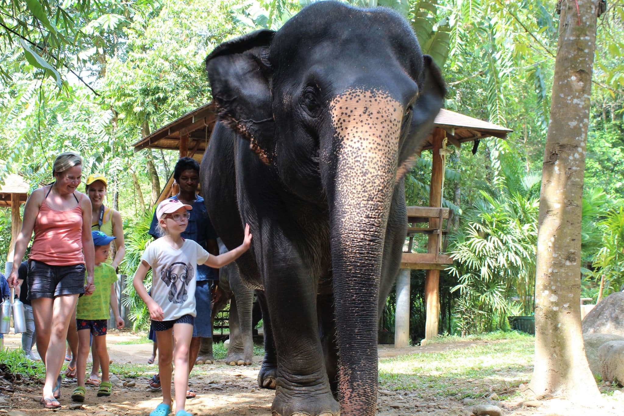 Walking with the elephants