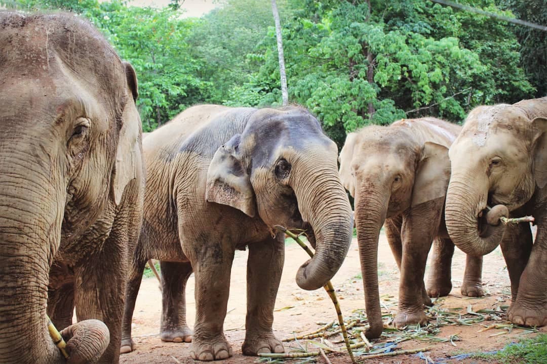 Group of sanctuary elephants ready to be washed
