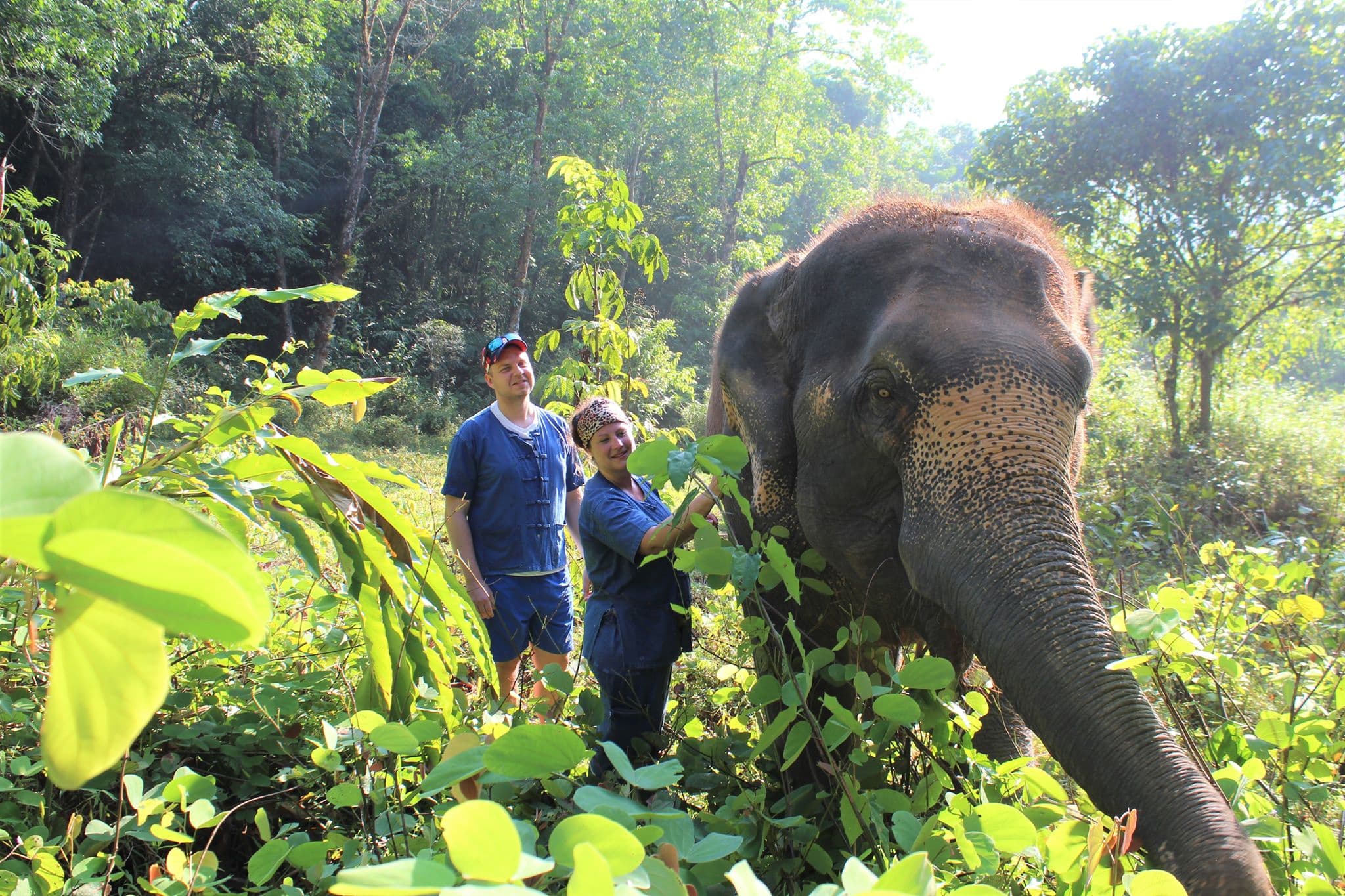 People walking with elephants in the jungle