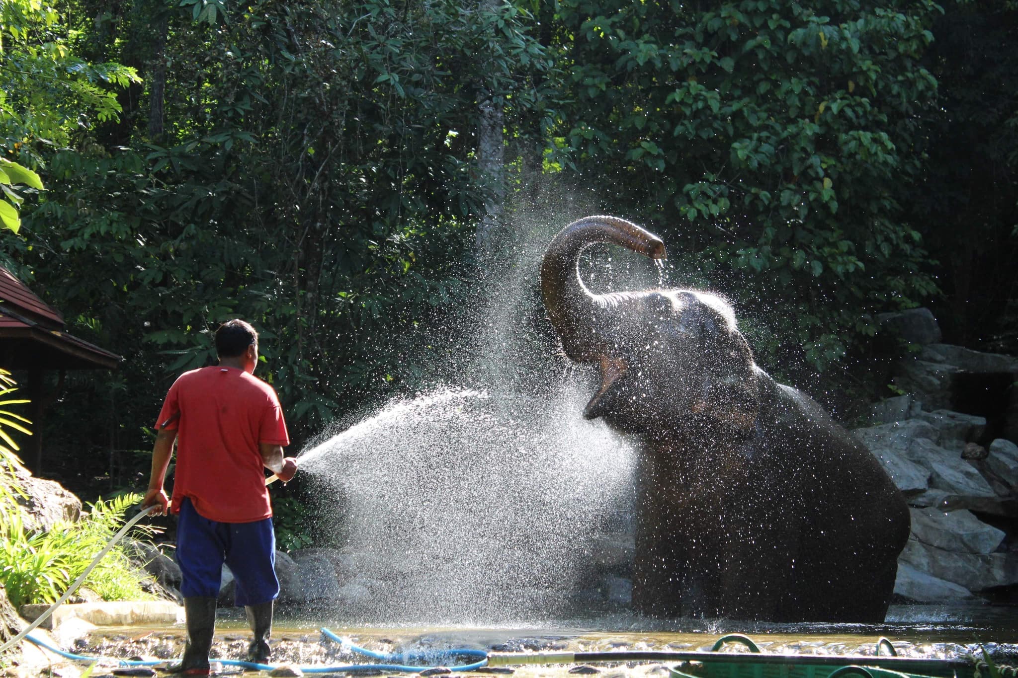 Spraying an elephant in the river