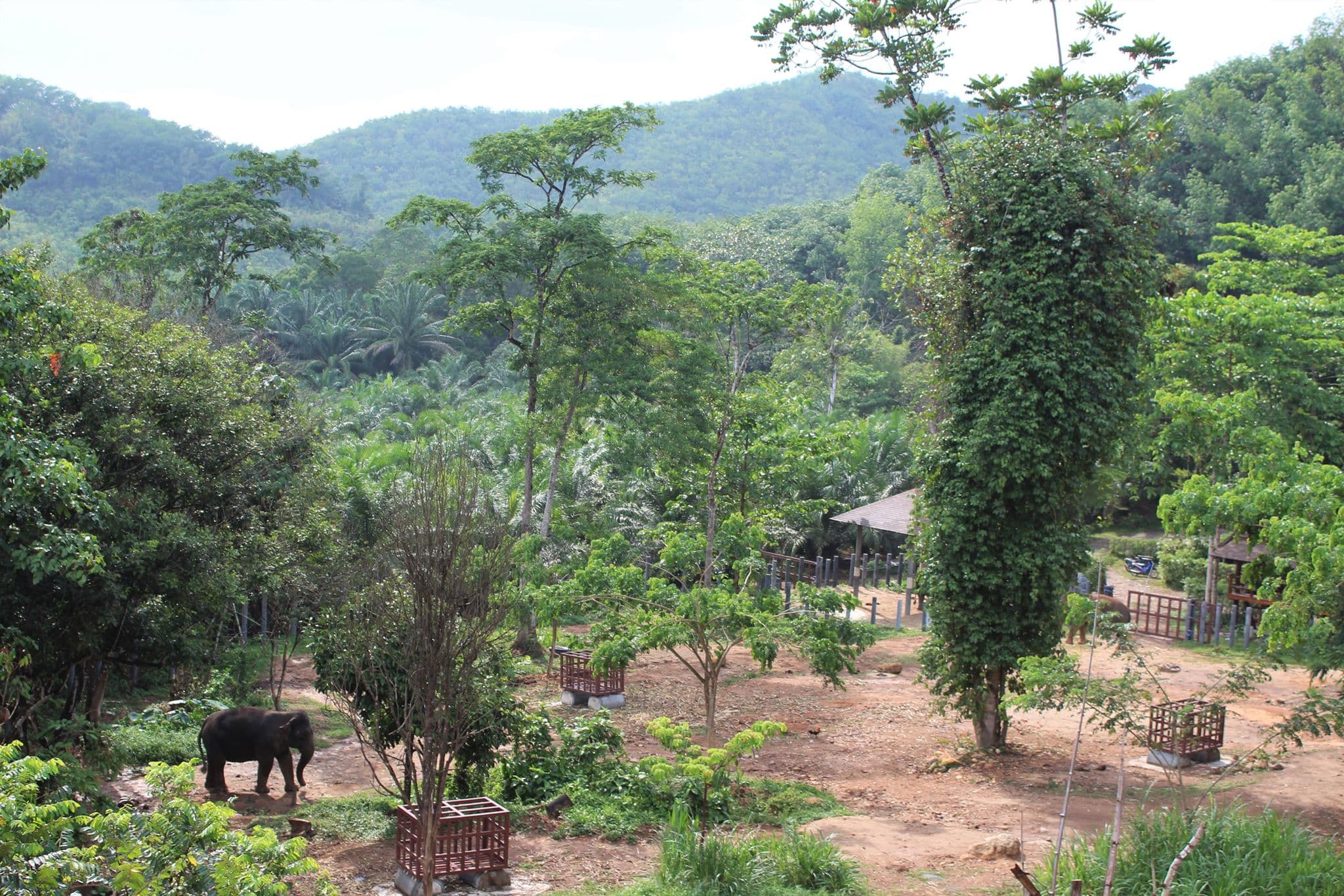 Elephant sanctuary grounds in the jungle