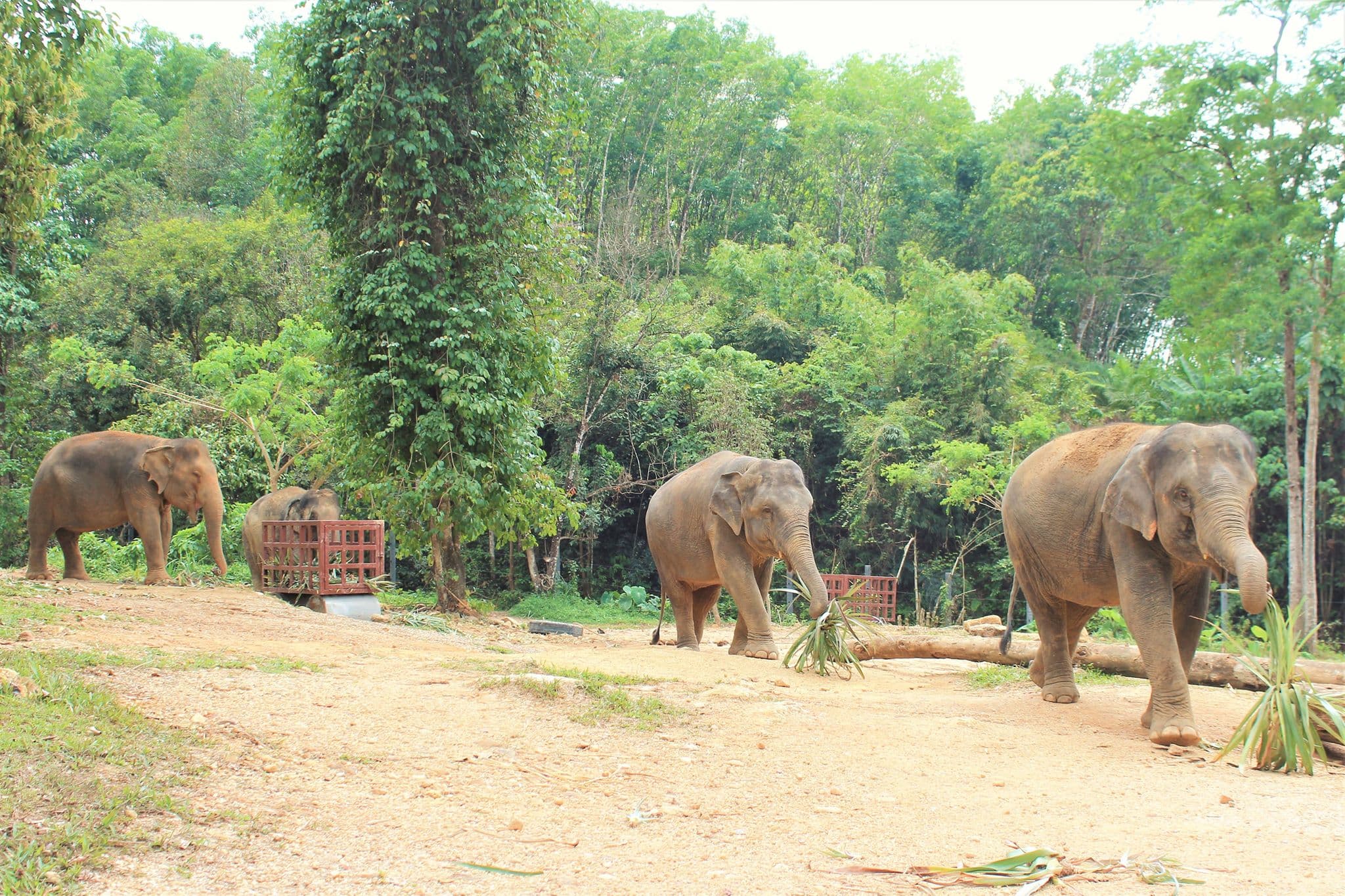 Elepants walking around the sanctuary