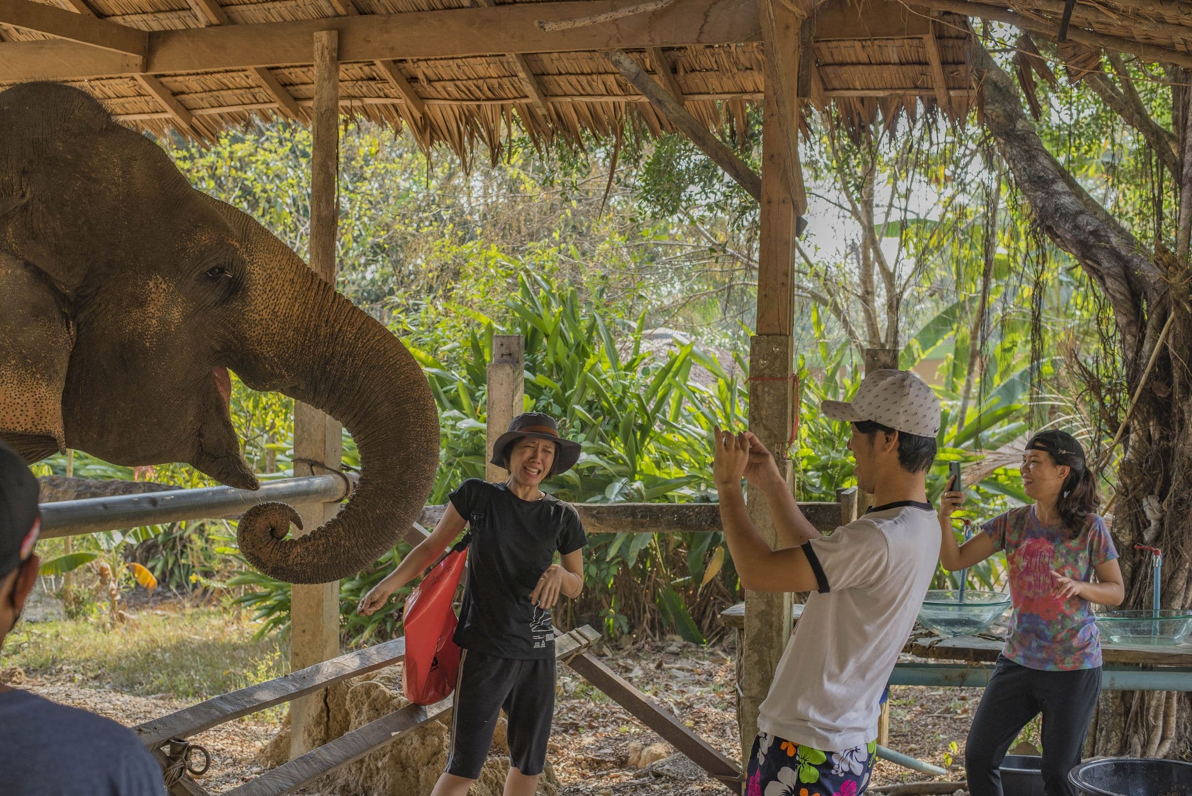 Meeting elephants in Khao Sok