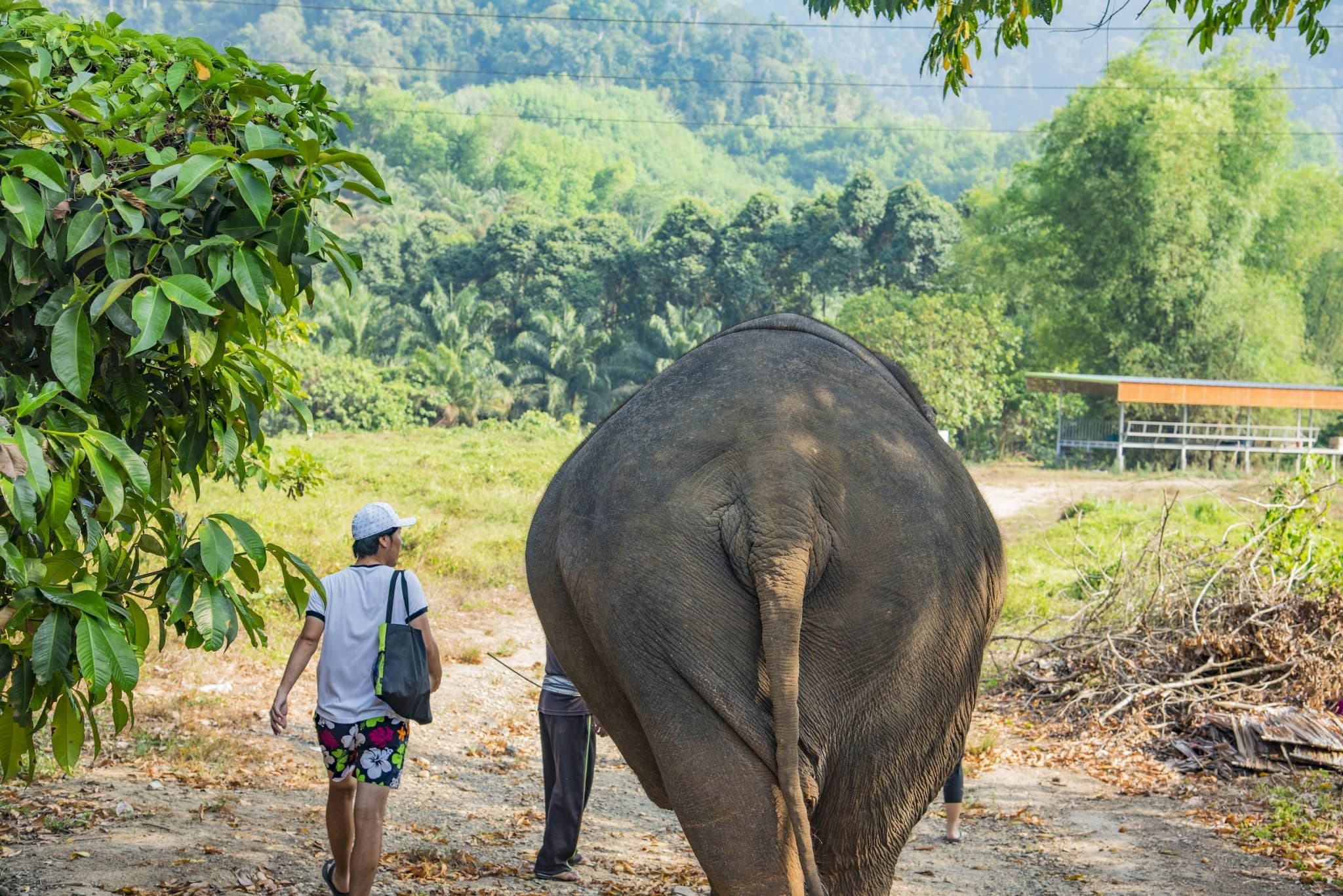 Walking with elephants in Khao Sok