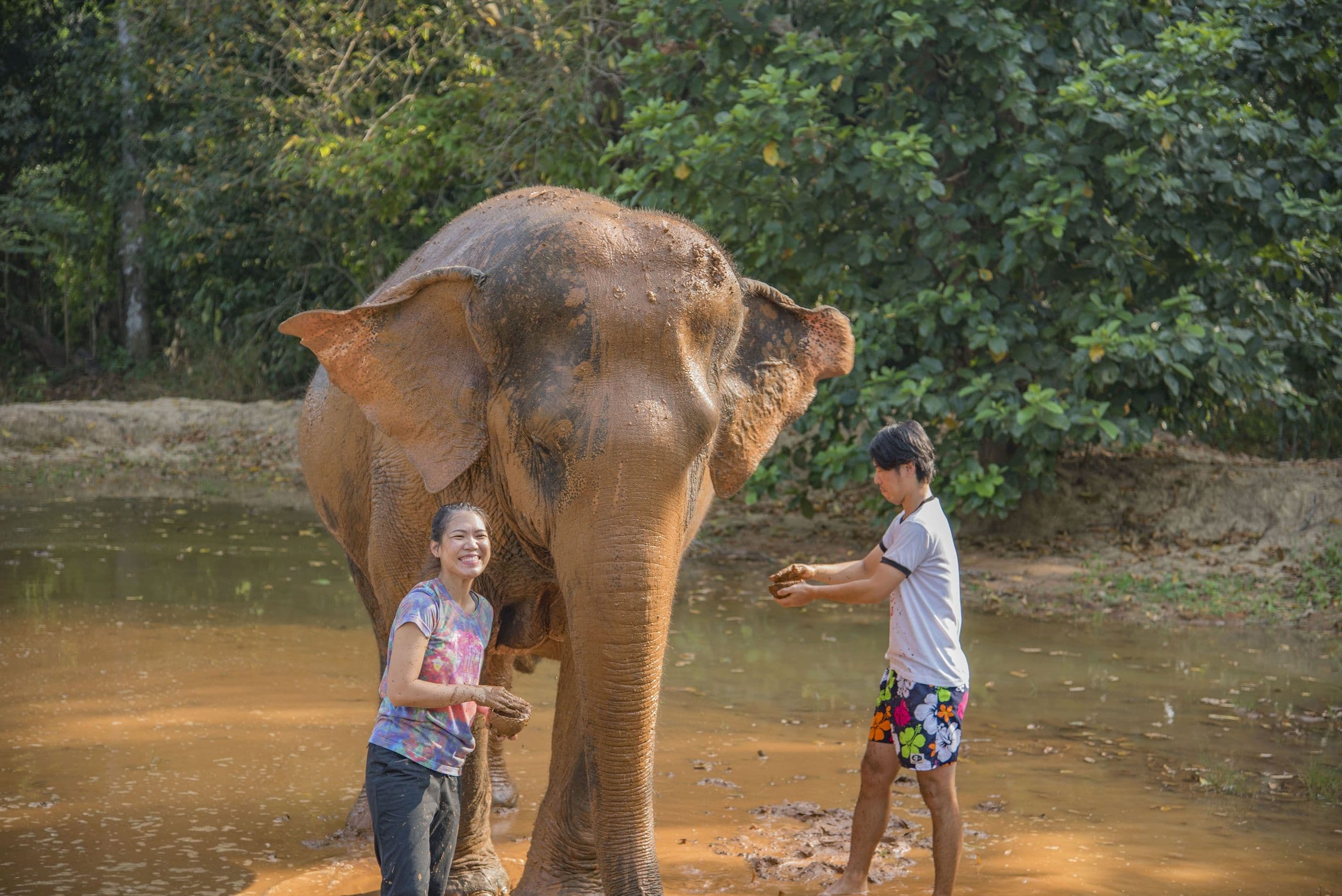 Meeting elephants in Khao Sok
