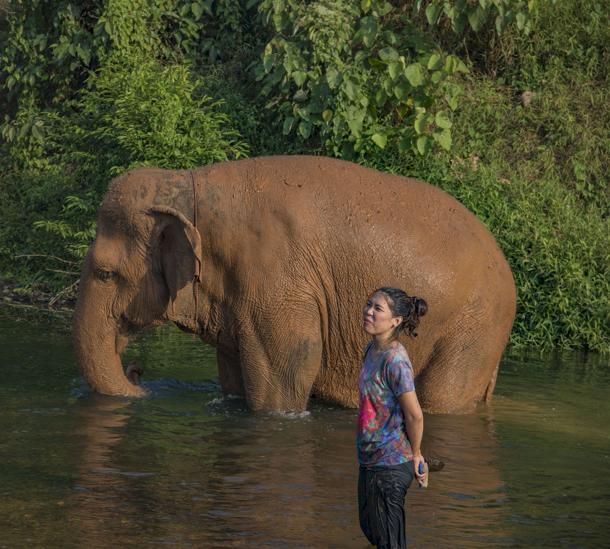 Elephants in the river in Khao Sok