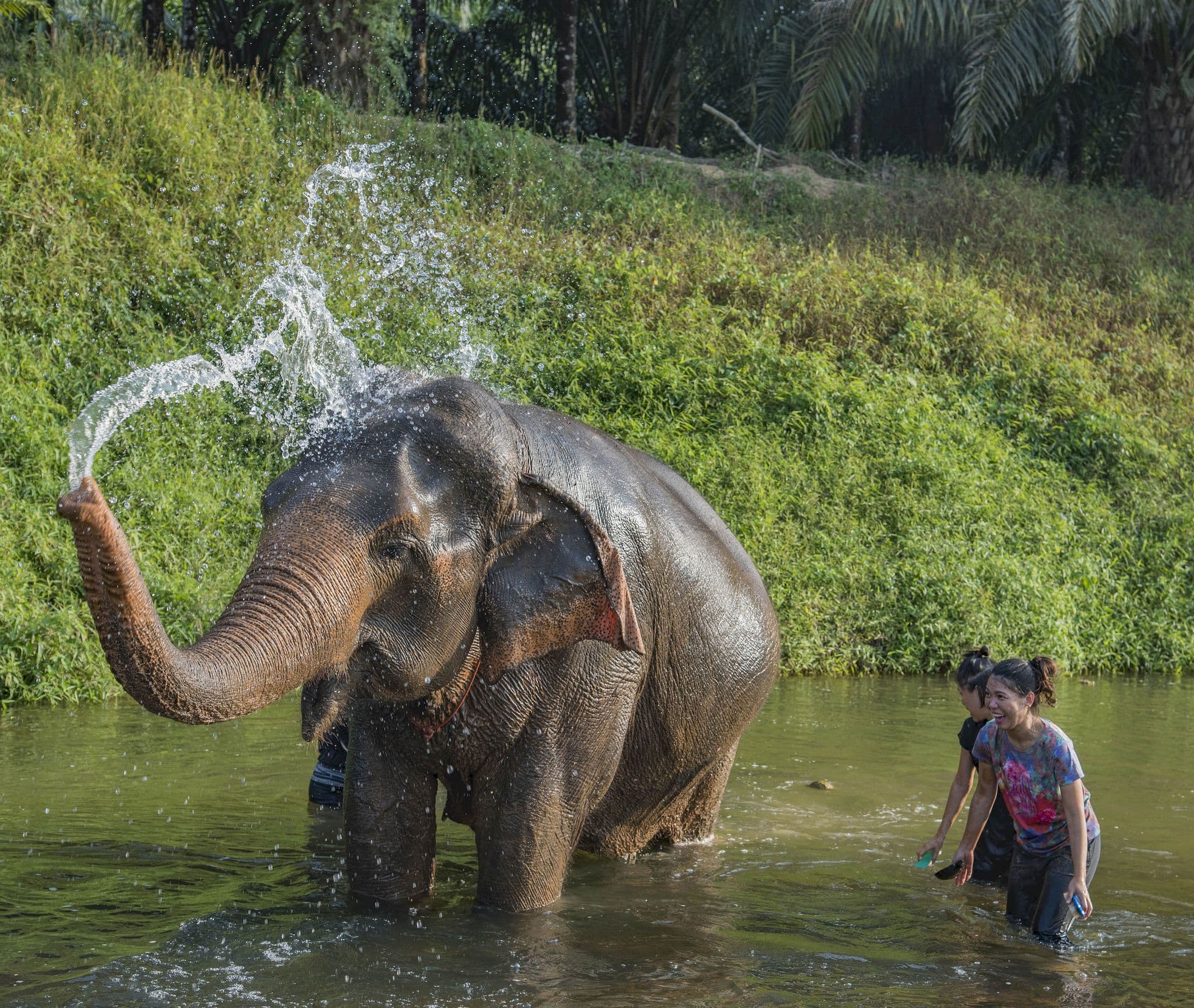 Playing with elephants in the river in Khao Sok
