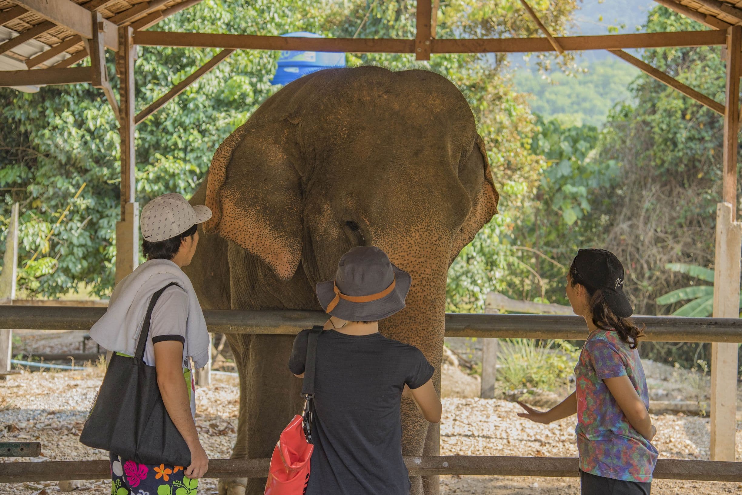 Meeting elephants in Khao Sok