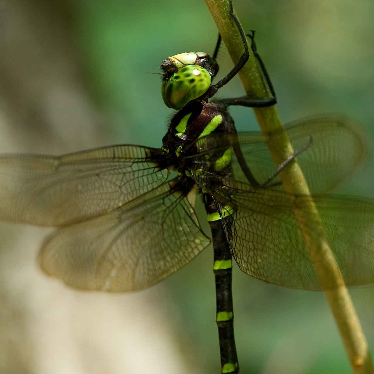 Khao Sok wildlife