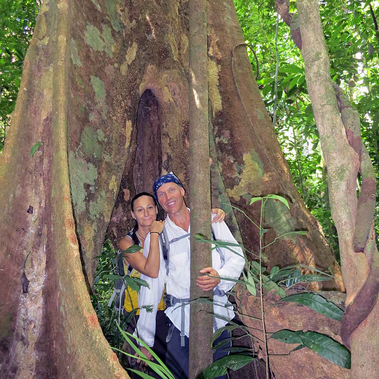 Hiking between the trees in the jungle