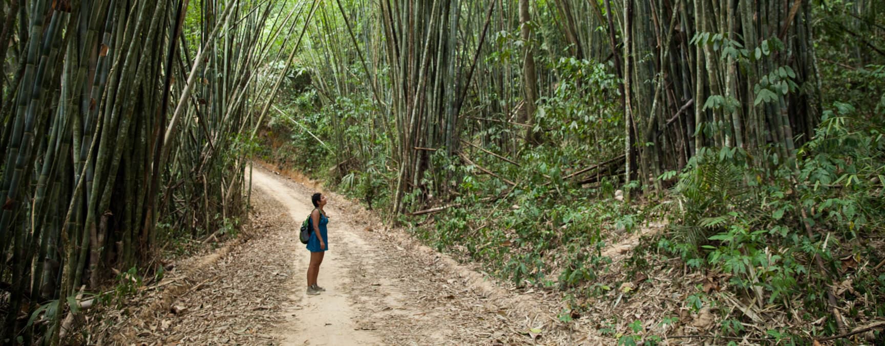 Walking through the forest