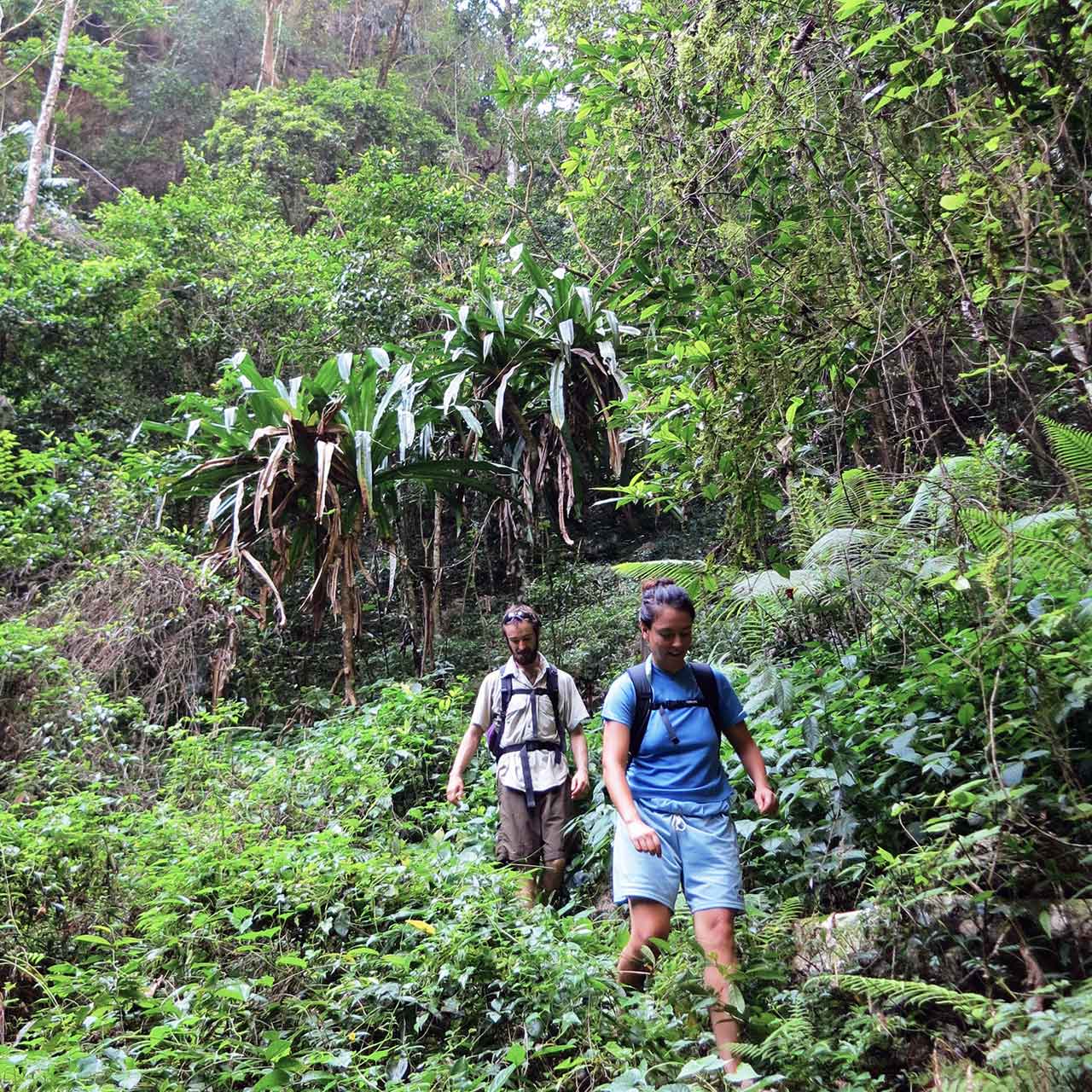Walking through the forest